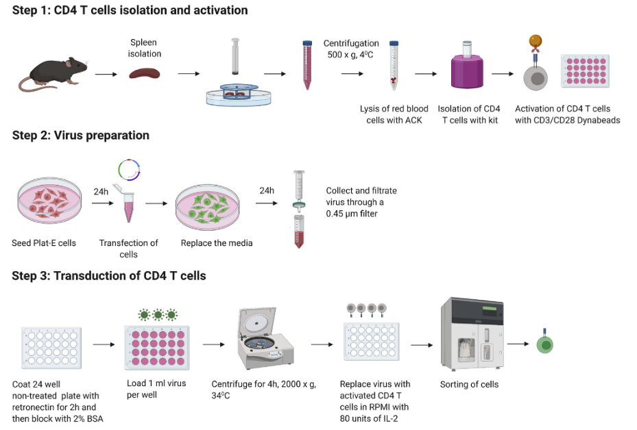CAT细胞制备 图片