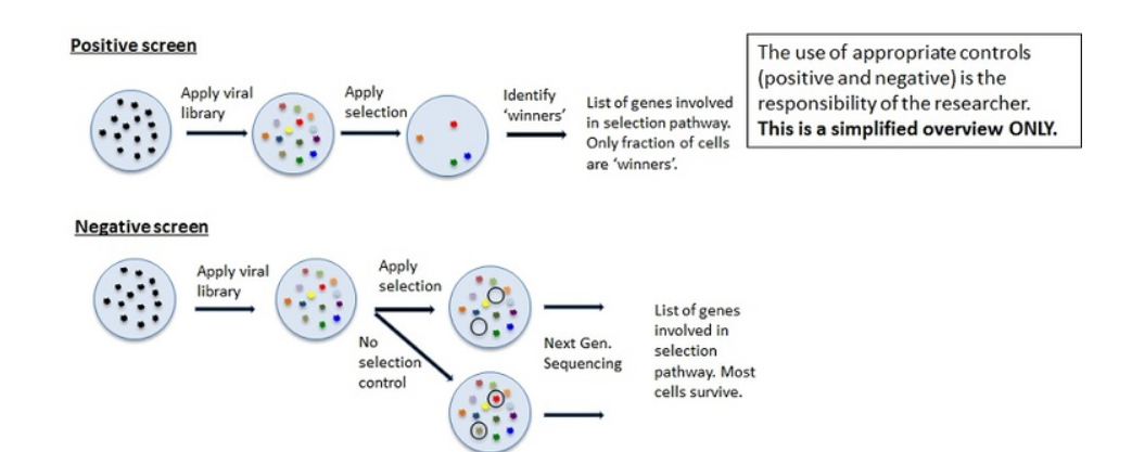 阳性-阴性筛选 图片